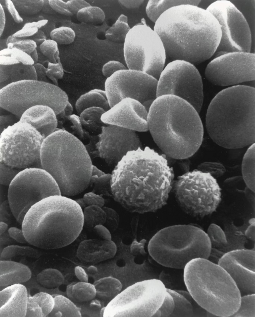 blood cells