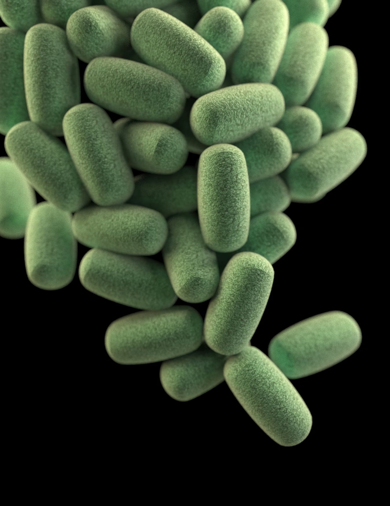 3D computer-generated image of a cluster of barrel-shaped, Clostridium perfringens bacteria
