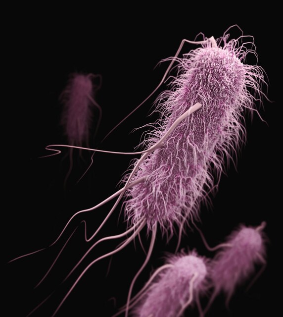 Escherichia coli