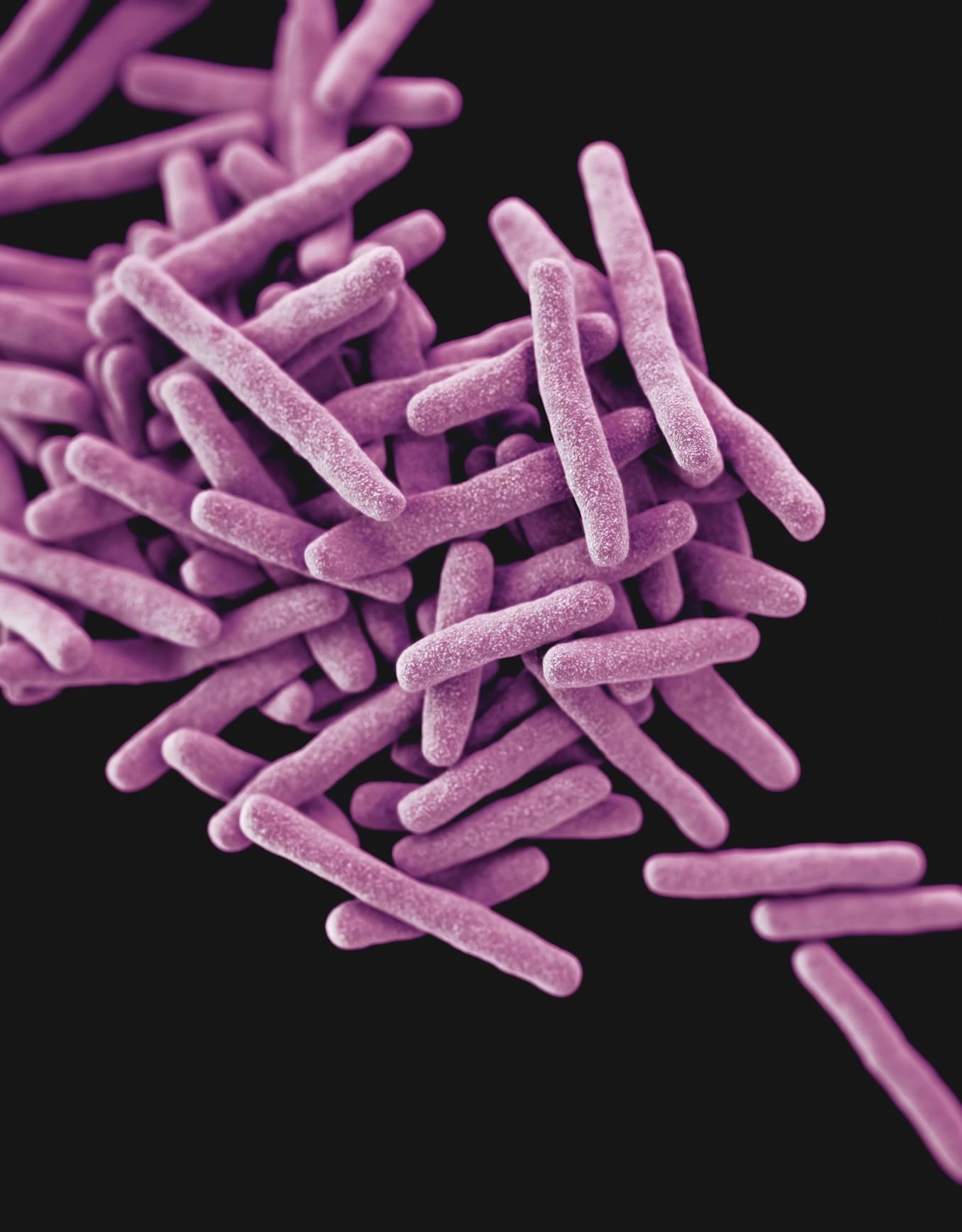 Mycobacterium tuberculosis bacteria