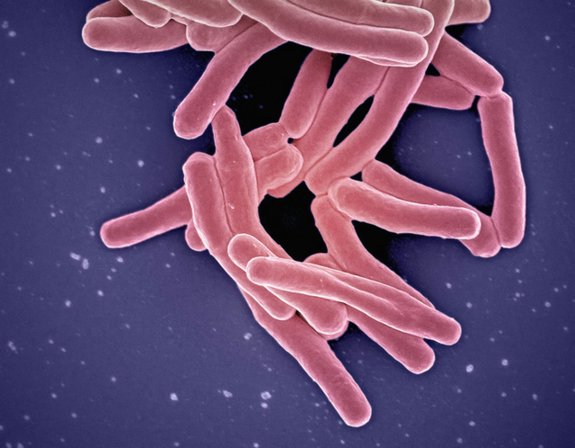 Mycobacterium Tuberculosis Bacteria
